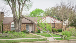 Broken tree in front of home with windstorm insurance in Galveston, TX